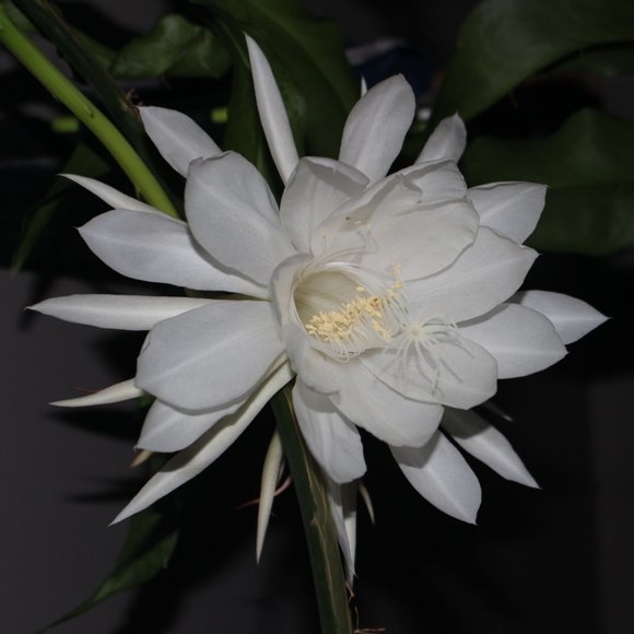 Meet your Posher, Trevor - Picture 6 of 6